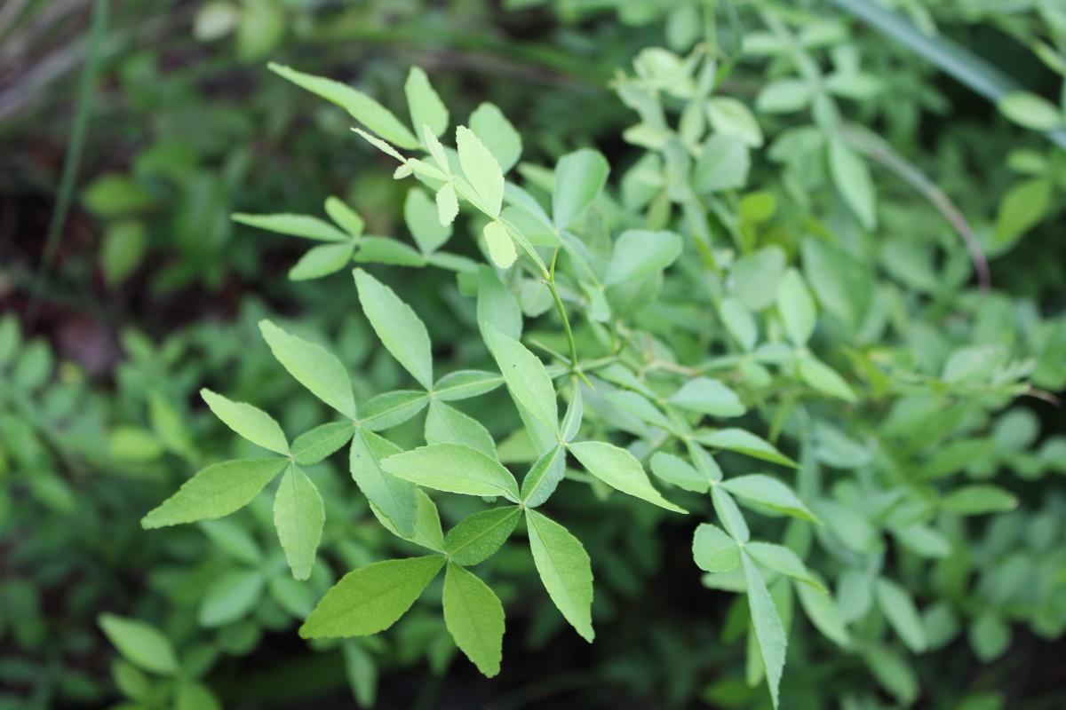 Naringi crenulata (Roxb.) Nicolson